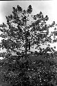 Men standing high up in the sien tree near the Tokolik, watching the distant war