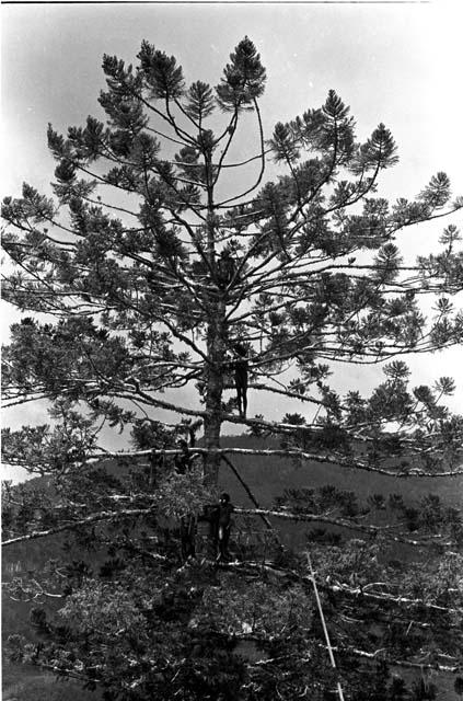 Men standing high up in the sien tree near the Tokolik, watching the distant war