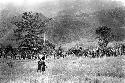 Large group of men with spears waiting near the sien tree at the end of the Tokolik