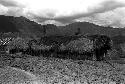 Men thatching the roof of a building under construction in the new village of Kumina; hills beyond