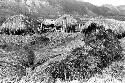 Bundles of grass used for thatching roofs in the new village of Kumina; hills beyond