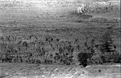 View of the Sien tree on the Tokolik (at right of frame); men gathered just as a battle is beginning