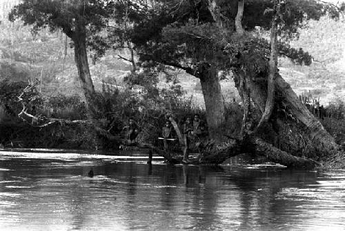 Children among a large tree branch on the Baliem River