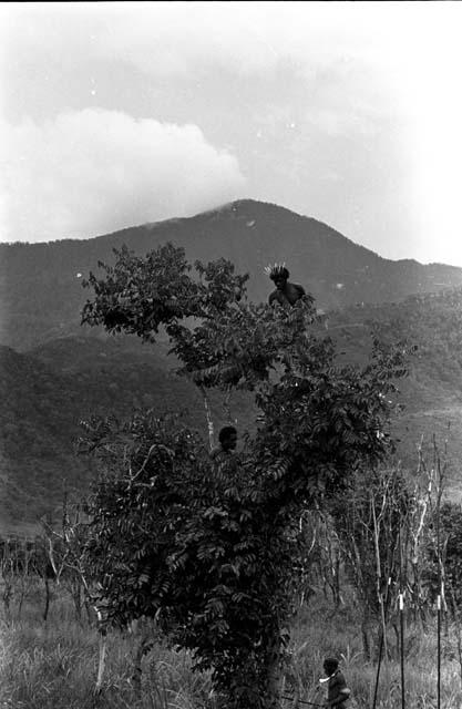 Men in a short tree keeping lookout on the Tokolik; hills beyond