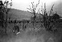 Willihiman-Wallalua warriors attack the Wittaia warriors, seen beyond in the middle ground; taken from behind trees