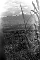 Distant view of action on the Warabara, seen through tall grass