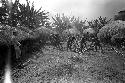 Robert Gardner (left) watches as men heat stones to use in a haksé