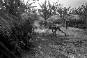 Men tending to the haksé