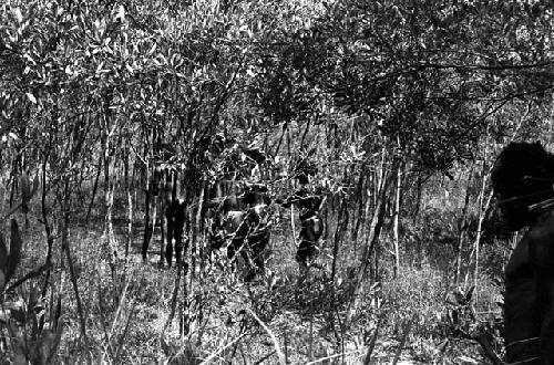 A man being carried home along the trail from Homoak to Wuperainma -- through the pavi grove