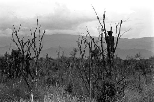 Willihiman-Wallalua warriors watch the Wittaia from trees at the end of a war