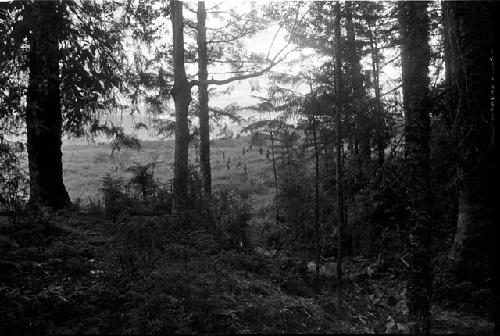 Distant view of men on a field, taken from a wooded area