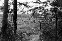 Distant view of men on a field, taken from a wooded area