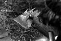 The arrow removed, held by a man on a small piece of banana leaf