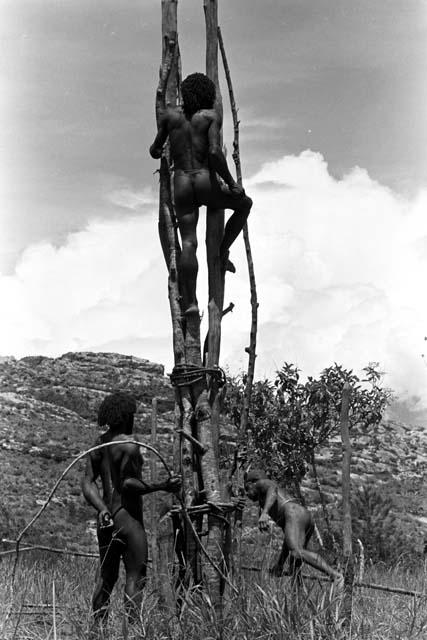 men beginning the reconstruction of Weaklekek's kaio at Puakoloba