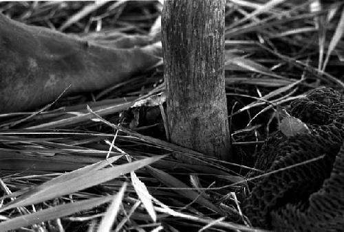 man tightening vines at the base of the kaio