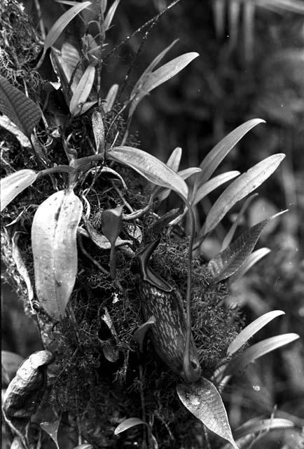 A pitcher plant