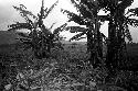 Women leaving the Kibit Silimo sili; banana trees in foreground