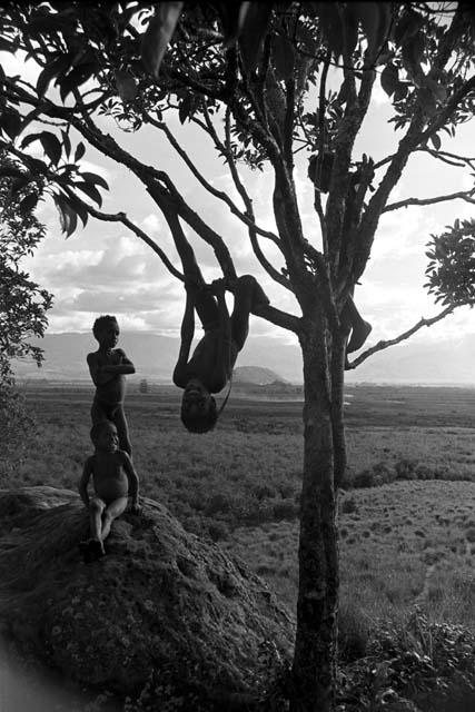 Children playing in a tree on the Anelerak