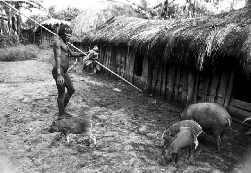 Wereklowé with his spear and pigs in Abulupak