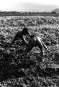 Men working in a garden