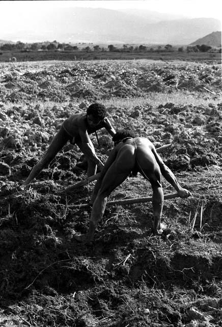 Men working in a garden