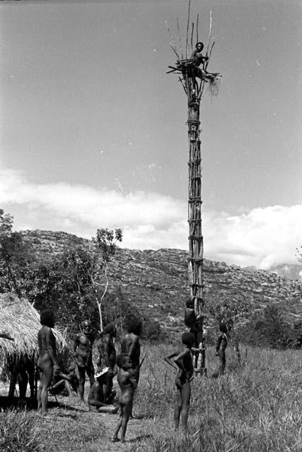 Men by an oléa watching a distant war; man up in a kaio at Puakoloba