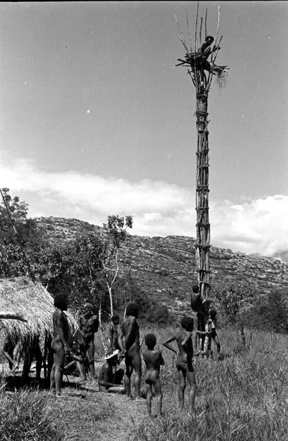 Men by an oléa watching a distant war; man up in a kaio at Puakoloba