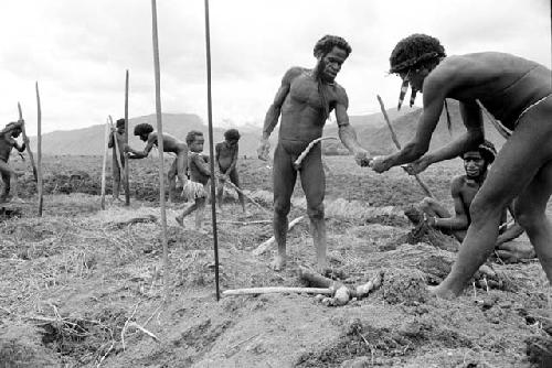 People working in a field