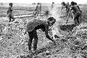 A woman smiles as she works in a field