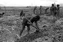 People working in a field