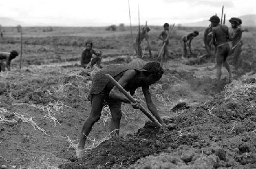 People working in a field