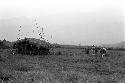 Robert Gardner, Karl Heider, and Peter Matthiessen return home in the rain after a battle