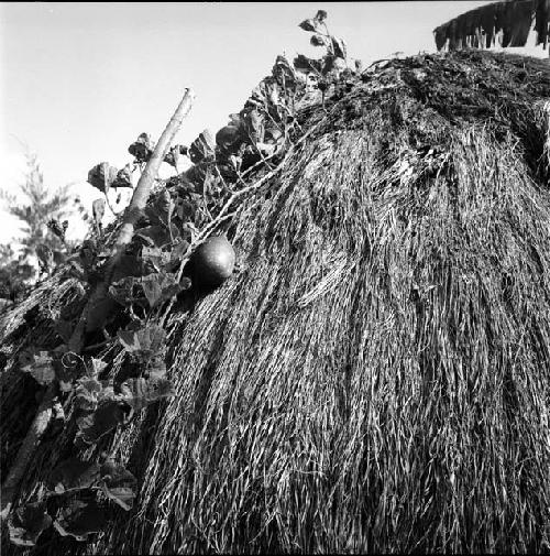 Gourd vine growing on thatch of ebeai, W2