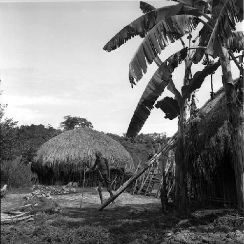 Hijok in back yard