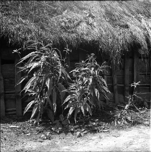 Tobacco growing by side of hunu