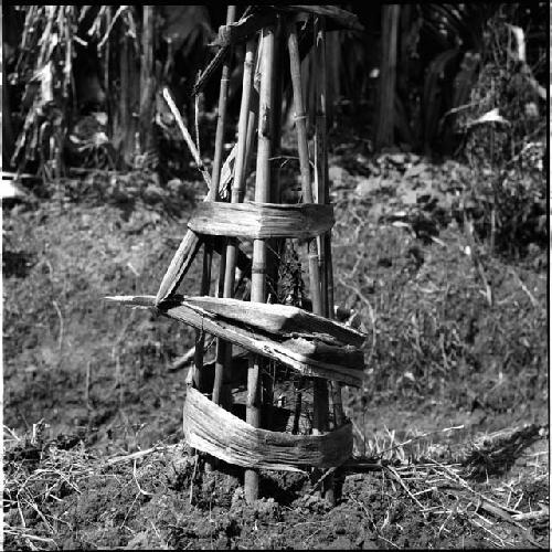 Seedling of casuarina tree protected by reed and banana bark frame