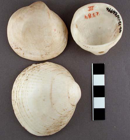 Worked glycymeris shells, edges smoothed, backs flattened, 2 with perforations o