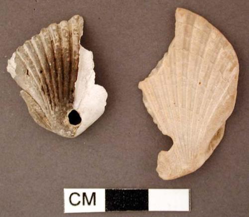 Shell, scallop shell fragment, both perforated, one broken