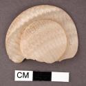 Shell, discoidal fragment, carved in relief