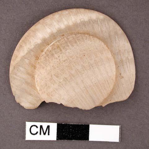 Shell, discoidal fragment, carved in relief