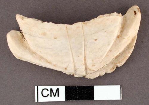 Fragment of carved glycymeris shell.