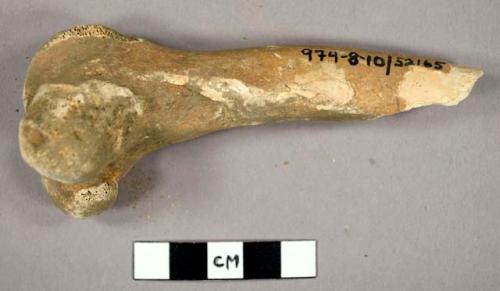 Fragment of animal bone found during excavation of Tozzer Library site, 1973.