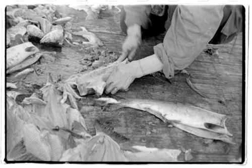 Person cutting fish