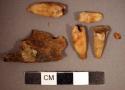 Bone, jaw fragment and four teeth