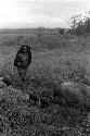 Little girl herds 2 pigs