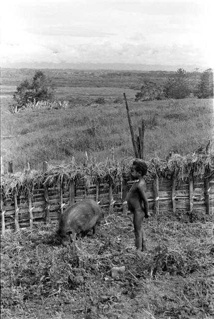 Tukom and his pigs