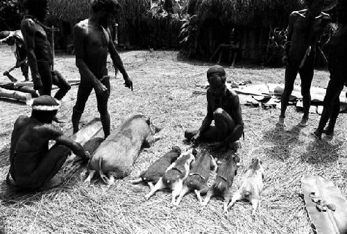 man is beginning to take off the tails and ears of the pigs lined up to be butchered at the wamkanneke