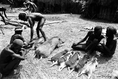 man is beginning to take off the tails and ears of the pigs lined up to be butchered at the wamkanneke