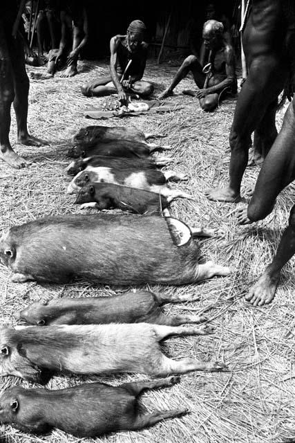 line of pigs