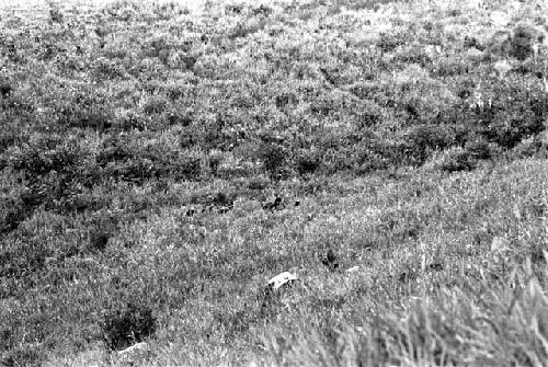 men sneaking up onto the Warabara from the Tokolik marsh